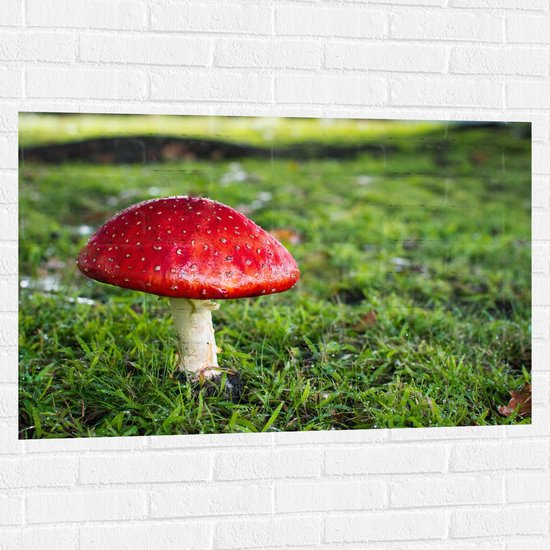 WallClassics - Muursticker - Rood met Witte Paddenstoel - 105x70 cm Foto op Muursticker