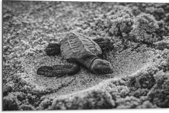 WallClassics - Dibond - Baby Schildpad op het Strand Zwart - Wit - 75x50 cm Foto op Aluminium (Wanddecoratie van metaal)