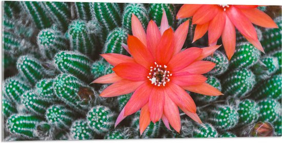 WallClassics - Acrylglas - Rode Bloemen op Cactusjes - 100x50 cm Foto op Acrylglas (Met Ophangsysteem)