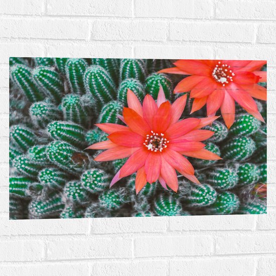 WallClassics - Muursticker - Rode Bloemen op Cactusjes - 75x50 cm Foto op Muursticker