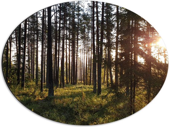 WallClassics - Dibond Ovaal - Veel Bomen in het Bos bij Zonsondergang - 56x42 cm Foto op Ovaal (Met Ophangsysteem)