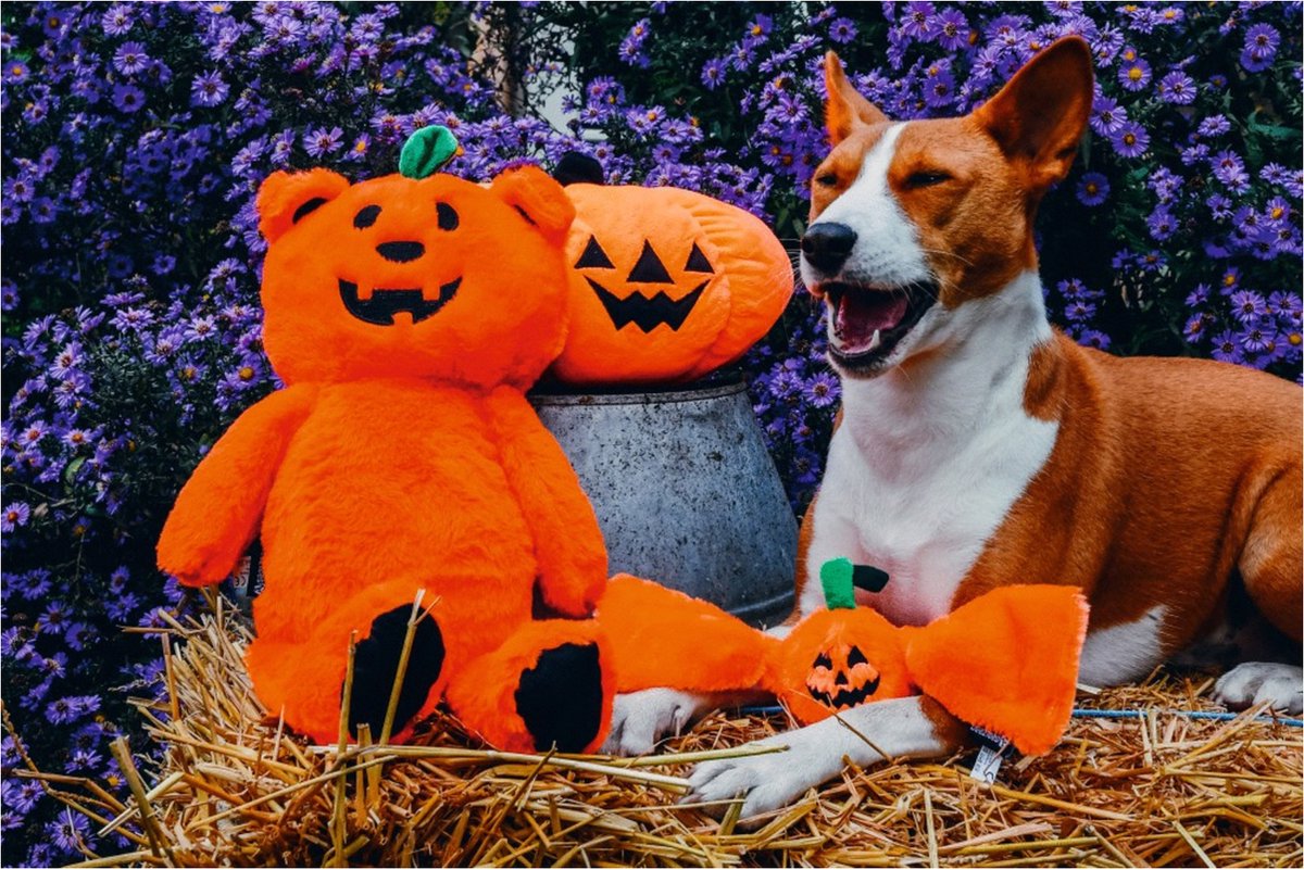 Beeztees Speeltje Pompoenbeer - Hondenspeelgoed - 45 cm Oranje