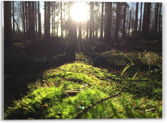 WallClassics - Acrylglas - Ochtend Zonnestralen door het Bos - 40x30 cm Foto op Acrylglas (Wanddecoratie op Acrylaat)