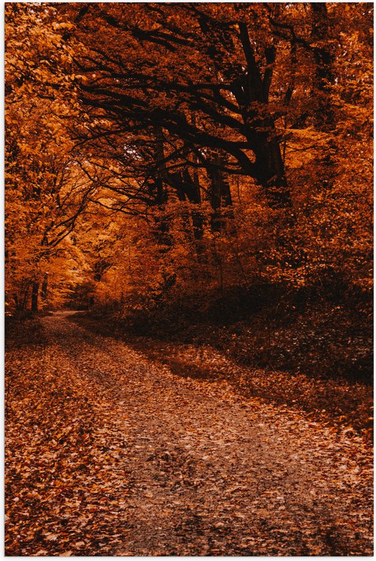Poster Glanzend – Bospad Vol met Bruine Herfst Bladeren - 60x90 cm Foto op Posterpapier met Glanzende Afwerking