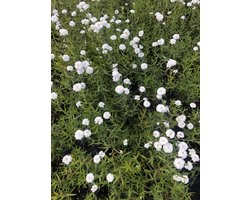 6 x Achillea ptarmica 'Peter Cottontail' - pot 9 x 9 cm