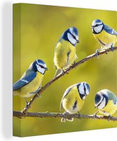 Canvas - Schilderij vogels - Vogel - Pimpelmees - Takken - Zon - Schilderijen op canvas - Canvas doek - 90x90 cm - Muurdecoratie - Interieur