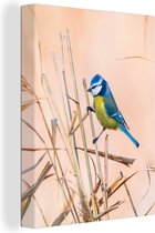 OneMillionCanvasses - Canvas - Schilderij - Vogel - Pimpelmees - Veren - Riet - Natuur - Schilderijen woonkamer - Wanddecoratie - 30x40 cm - Canvasdoek