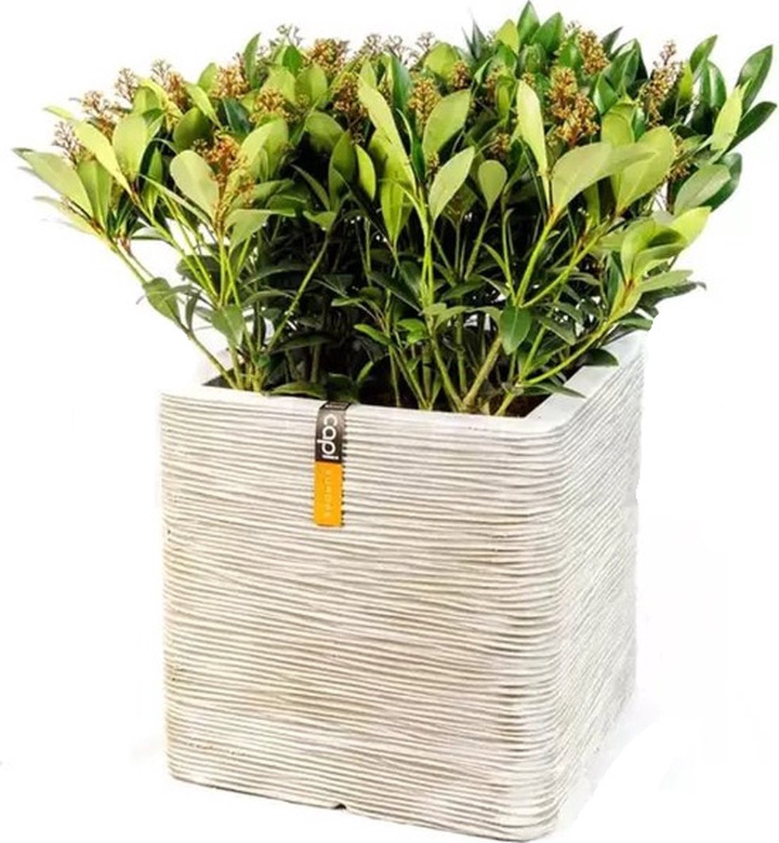 Pot vierkant Rib NL 40x40x40 ivoor + skimmia