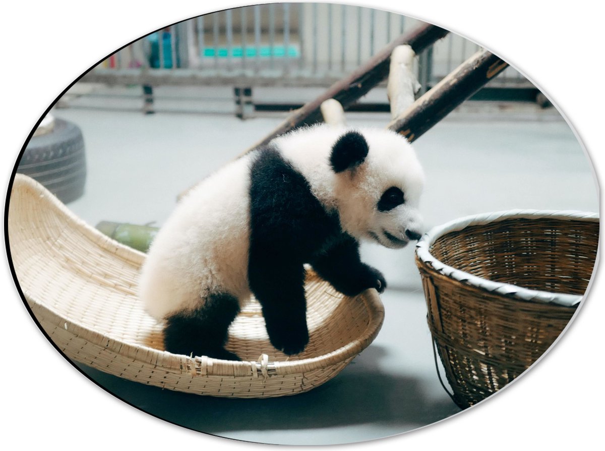 Dibond Ovaal - Baby Panda in Verblijf - 40x30 cm Foto op Ovaal (Met Ophangsysteem)