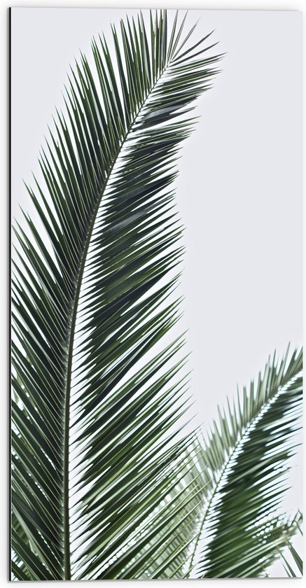 WallClassics - Dibond - Groene Palmtak tegen Witte Achtergrond - 50x100 cm Foto op Aluminium (Met Ophangsysteem)