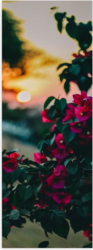 WallClassics - Poster Glanzend – Roze Bloemenstruik voor Zonsondergang - 20x60 cm Foto op Posterpapier met Glanzende Afwerking