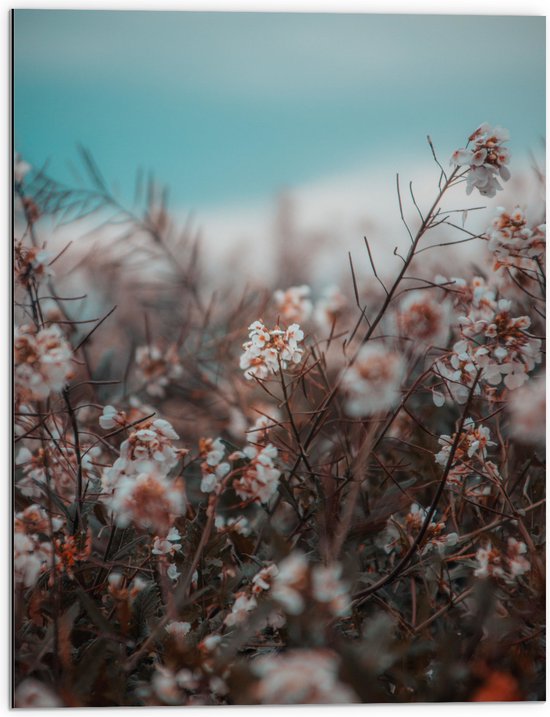 WallClassics - Dibond - Witte Bloementakjes bij het Strand - 60x80 cm Foto op Aluminium (Met Ophangsysteem)