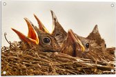 WallClassics - Poster de Jardin - Bébé Oiseaux dans un Nest - 75x50 cm Photo sur Poster de Jardin (décoration murale pour l'extérieur et l'intérieur)