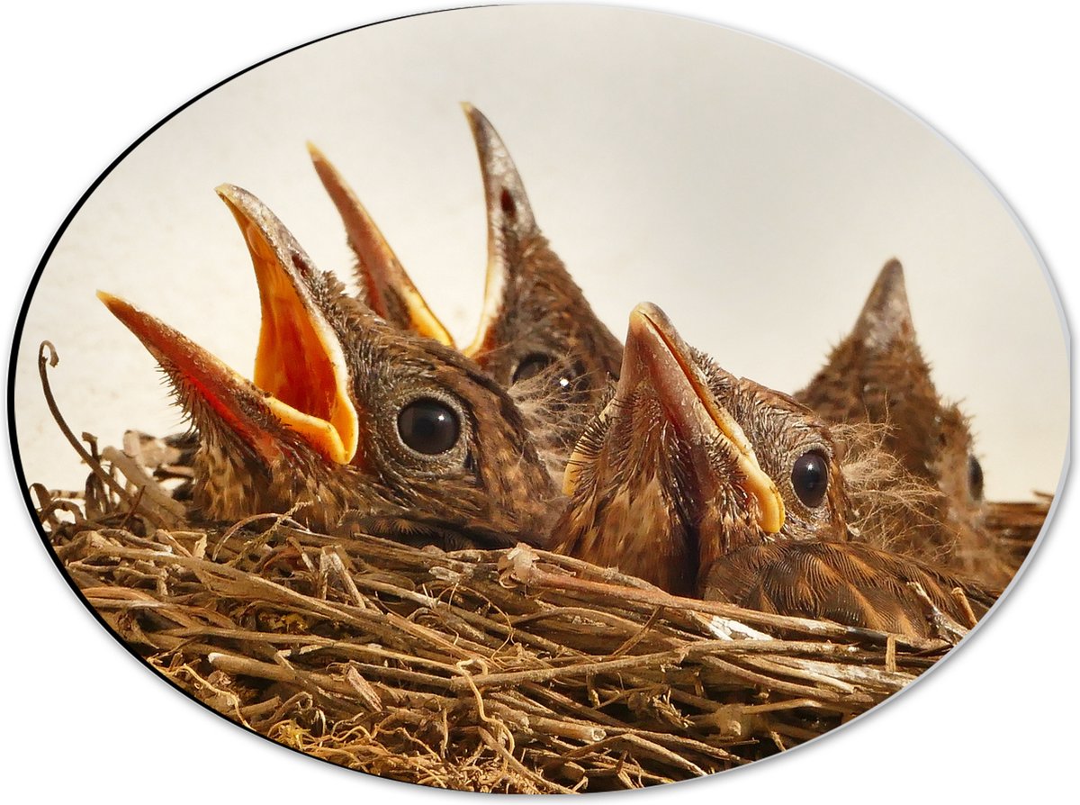 Dibond Ovaal - Baby Vogeltjes in een Nest - 40x30 cm Foto op Ovaal (Met Ophangsysteem)