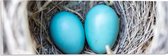 WallClassics - Acrylglas - Blauwe Eieren in een Nest - 60x20 cm Foto op Acrylglas (Met Ophangsysteem)