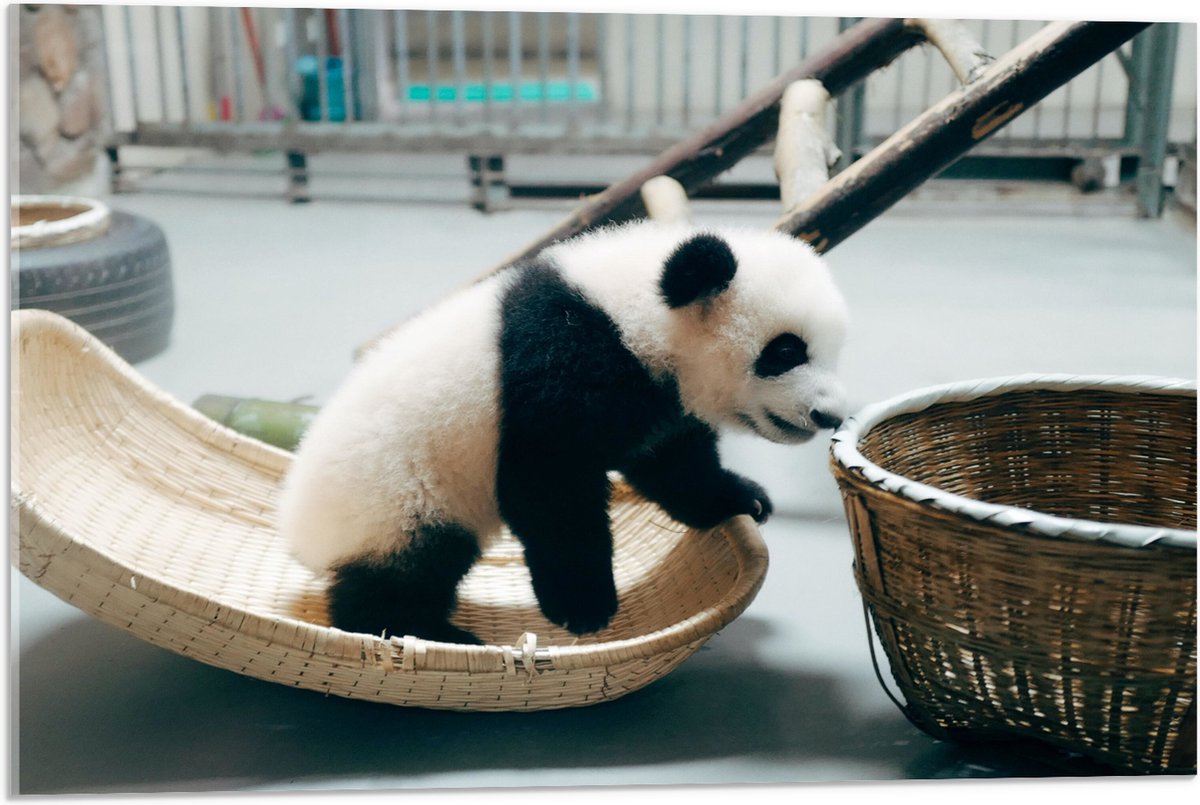 Acrylglas - Baby Panda in Verblijf - 75x50 cm Foto op Acrylglas (Wanddecoratie op Acrylaat)