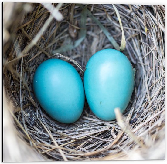 WallClassics - Dibond - Blauwe Eieren in een Nest - 50x50 cm Foto op Aluminium (Wanddecoratie van metaal)