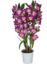 Orchidee van Botanicly – Orchidee roze en geel – Hoogte: 50 cm, 2 takken – Dendrobium Nobile Akatsuki
