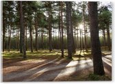 WallClassics - Acrylglas - Wandelpaden in het Bos - 40x30 cm Foto op Acrylglas (Met Ophangsysteem)