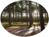 WallClassics - Dibond Ovaal - Wandelpaden in het Bos - 108x81 cm Foto op Ovaal (Met Ophangsysteem)