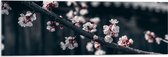 WallClassics - Acrylglas - Bloesem aan Tak - 90x30 cm Foto op Acrylglas (Wanddecoratie op Acrylaat)