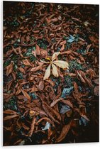 WallClassics - PVC Schuimplaat- Bruine Herfstbladeren - 80x120 cm Foto op PVC Schuimplaat