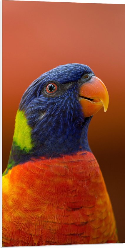 WallClassics - Plaque de Mousse PVC - Tête d' Vogel Loriini Coloré - 50x100 cm Photo sur Plaque de Mousse PVC