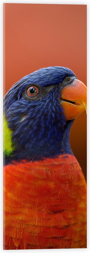 WallClassics - Acrylglas - Hoofd van Kleurrijke Loriini Vogel - 20x60 cm Foto op Acrylglas (Met Ophangsysteem)