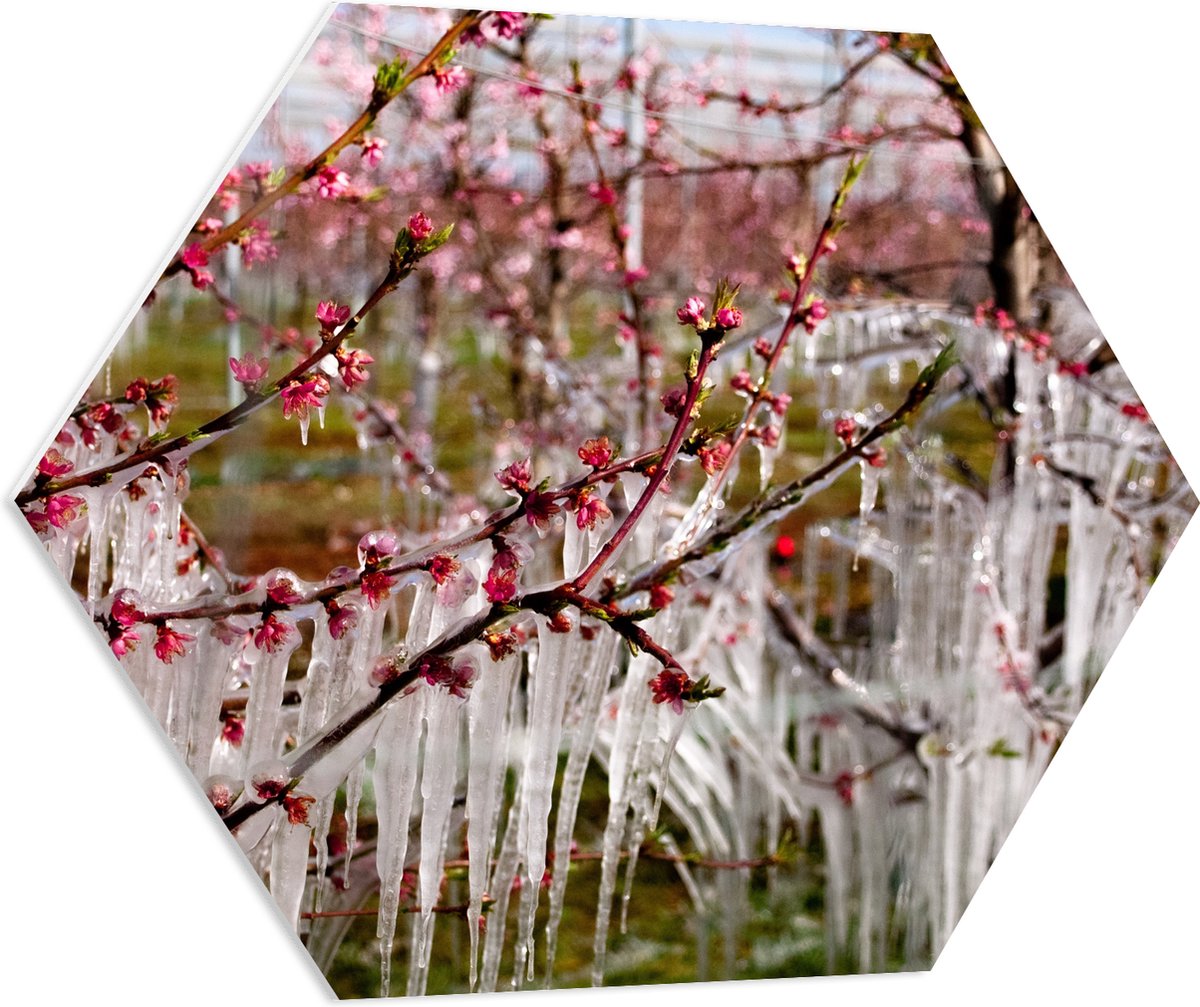 PVC Schuimplaat Hexagon - IJspegels aan Bloesemboom - 70x60.9 cm Foto op Hexagon (Met Opha