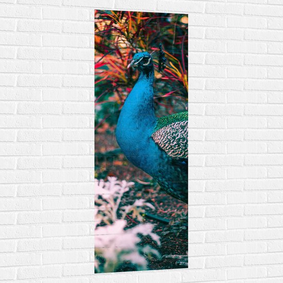 WallClassics - Muursticker - Prachtige Blauw Groene Pauw - 50x150 cm Foto op Muursticker