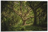 WallClassics - PVC Schuimplaat- Kronkelende Boom in het Bos - 60x40 cm Foto op PVC Schuimplaat