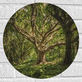 WallClassics - Muursticker Cercle - Arbre sinueux dans la forêt - 40x40 cm Photo sur Muursticker
