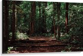 WallClassics - Toile - Troncs d'arbres sombres dans la forêt - 120x80 cm Tableau sur toile (Décoration murale sur toile)