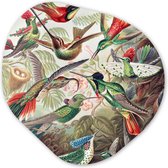 Organische Wanddecoratie - Kunststof Muurdecoratie- Organisch Schilderij - Kolibrie - Vintage - Ernst Haeckel - Vogel - Kunst - Natuur- 90x90 cm - Organische spiegel vorm op kunststof