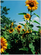 WallClassics - Poster Glossy - Tournesols dans le champ avec ciel radieux - Photo 30x40 cm sur Papier Poster avec Finition Brillante