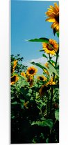 WallClassics - PVC Schuimplaat- Zonnebloemen in het Veld met Stralende Lucht - 20x60 cm Foto op PVC Schuimplaat