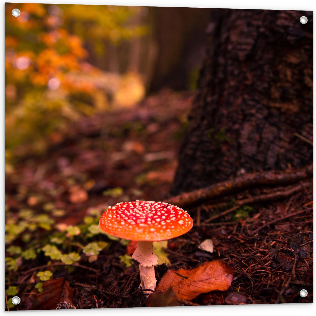 WallClassics - Poster de Jardin - Champignon Amanite Tue-Mouche dans  l'Herbe Verte 