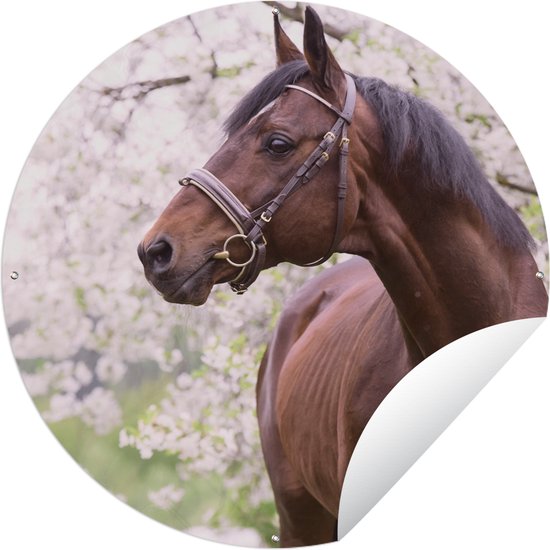 Tuincirkel Paard - Sakura - Halster - 60x60 cm - Ronde Tuinposter - Buiten