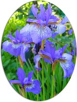WallClassics - Dibond Ovaal - Siberische Iris Bloem in het Paars - 81x108 cm Foto op Ovaal (Met Ophangsysteem)