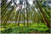 WallClassics - Poster (Matte) - Full Green Forest - 60x40 cm Photo sur Papier Poster avec un aspect Mat