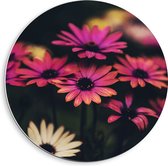 WallClassics - PVC Schuimplaat Muurcirkel - Roze-Witte Bloemen met Takken - 40x40 cm Foto op Muurcirkel (met ophangsysteem)