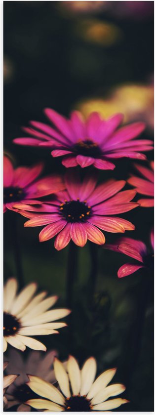 WallClassics - Poster Glanzend – Roze-Witte Bloemen met Takken - 40x120 cm Foto op Posterpapier met Glanzende Afwerking