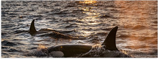 WallClassics - Poster Glanzend – Orca's in de Zee - 150x50 cm Foto op Posterpapier met Glanzende Afwerking