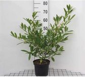 Prunus laurocerasus 'Zabeliana' - LAURIERKERS 30 - 40 cm in pot