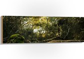 WallClassics - Bois - Troncs, branches et feuilles en forêt - 120 x 40 cm - Épaisseur 12 mm - Photo sur bois (avec système de suspension)
