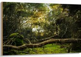 WallClassics - Bois - Troncs, branches et feuilles en forêt - 120 x 80 cm - Épaisseur 12 mm - Photo sur bois (avec système de suspension)