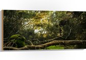 WallClassics - Bois - Troncs, branches et feuilles en forêt - 100 x 50 cm - Épaisseur 12 mm - Photo sur bois (avec système de suspension)