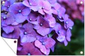 Tuindecoratie Bloemen - Paars - Hortensia - Natuur - Bloemblaadjes - 60x40 cm - Tuinposter - Tuindoek - Buitenposter