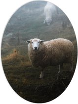 WallClassics - PVC Schuimplaat Ovaal - Schaap in de Wei met Mist - 60x80 cm Foto op Ovaal  (Met Ophangsysteem)