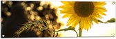 WallClassics - Tuinposter – Zonnenbloem tegen het Zonlicht - 120x40 cm Foto op Tuinposter  (wanddecoratie voor buiten en binnen)